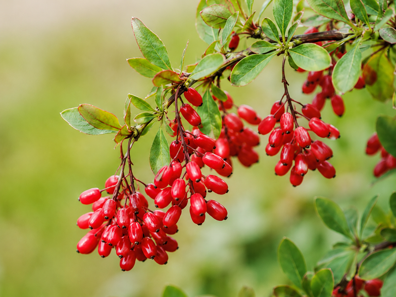 Berberine HCl