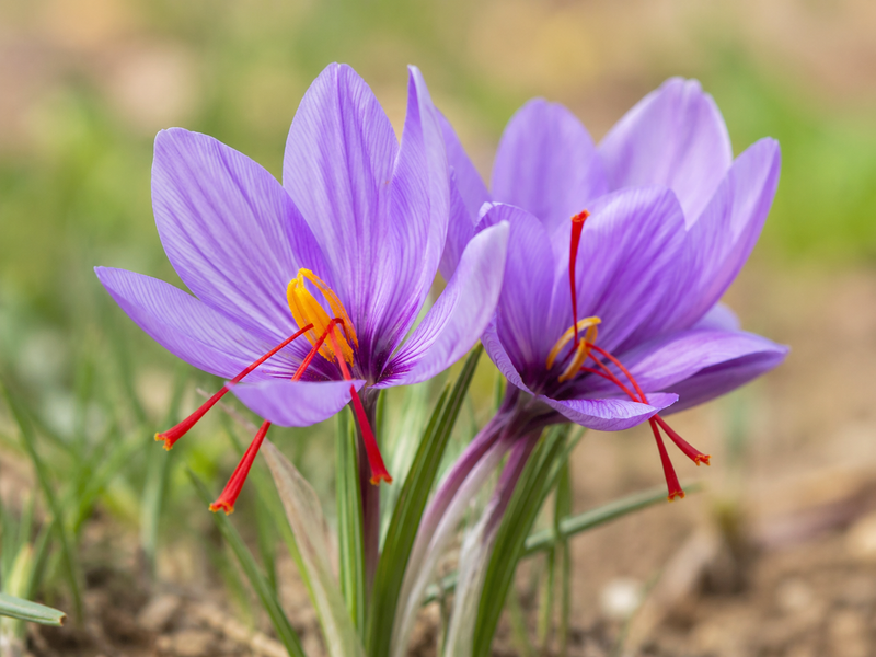 Saffron Extract
