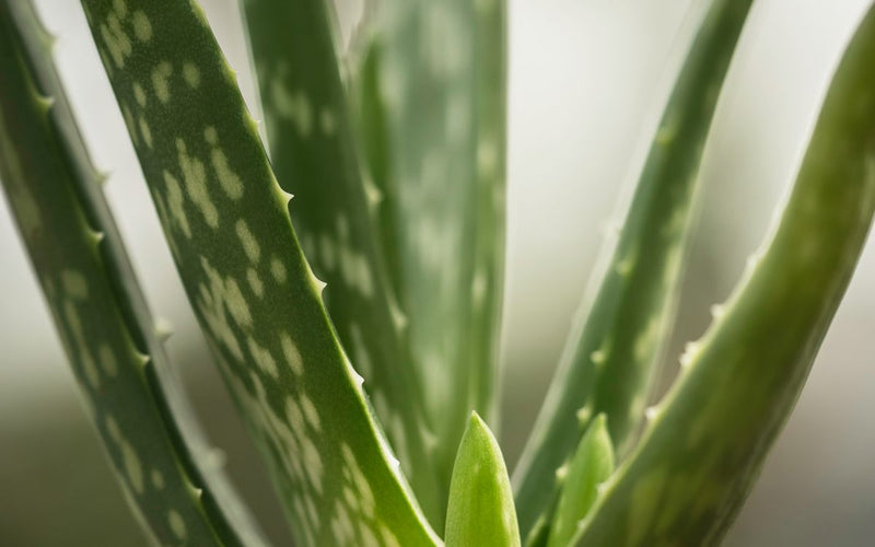 Aloe Vera + Chinese Rhubarb